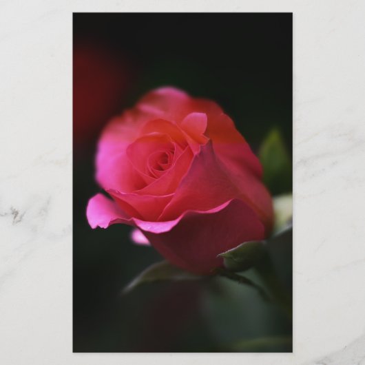 Schöne Rote Rose Briefpapier (Vorderseite)