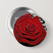Schöne Rote Rose Button (Vorne & Hinten)