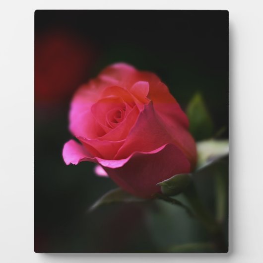 Schöne rote Rose Fotoplatte (Vorderseite)