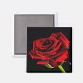Schöne rote Rose Magnet (Vorderseite/Rückseite)