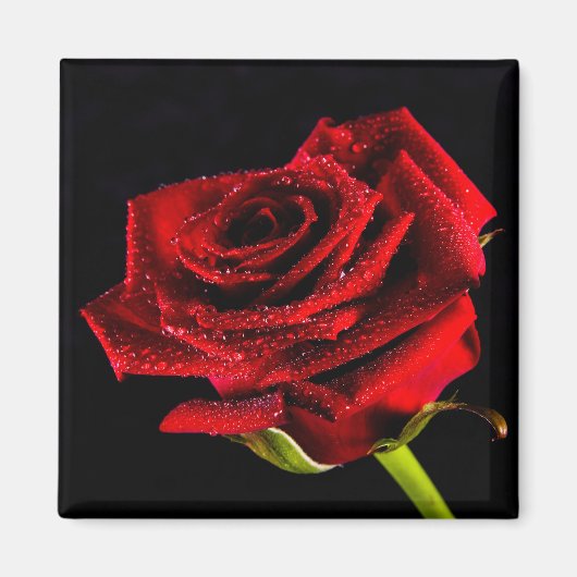 Schöne rote Rose Magnet (Vorne)