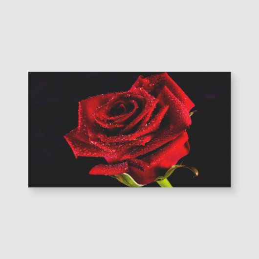 Schöne rote Rose Magnetkarte (Vorderseite)