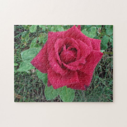 Schöne Rote Rose mit Raindrops Puzzle (Horizontal)
