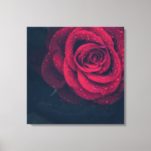 Schöne Rote Rose mit Wasserfällen Leinwanddruck (Vorderseite)