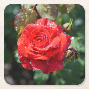 Schöne rote Rose mit Wassertropfen Rechteckiger Pappuntersetzer