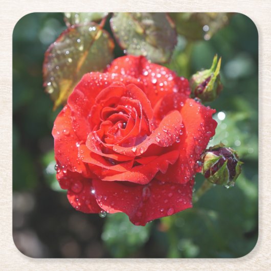 Schöne rote Rose mit Wassertropfen Rechteckiger Pappuntersetzer (Vorderseite)