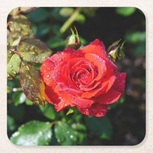 Schöne rote Rose mit Wassertropfen Rechteckiger Pappuntersetzer