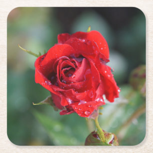 Schöne rote Rose mit Wassertropfen Rechteckiger Pappuntersetzer