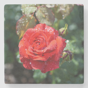 Schöne rote Rose mit Wassertropfen Steinuntersetzer