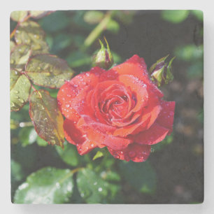Schöne rote Rose mit Wassertropfen Steinuntersetzer