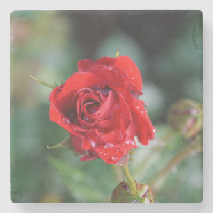 Schöne rote Rose mit Wassertropfen Steinuntersetzer