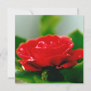 Schöne rote Rose Morgentau-Tropfen Feiertagskarte