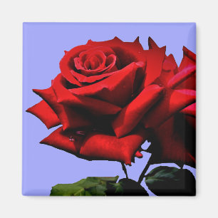 Schöne rote Rose Natur Blumen Magnet