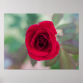 Schöne rote Rose Poster (Vorne)