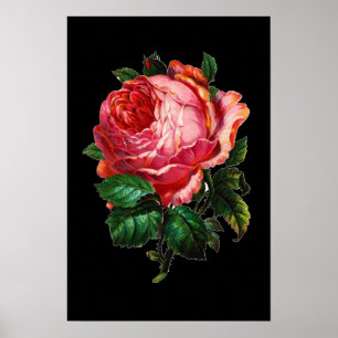 SCHÖNE ROTE ROSE POSTER