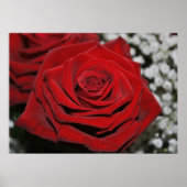 Schöne Rote Rose Poster (Vorne)