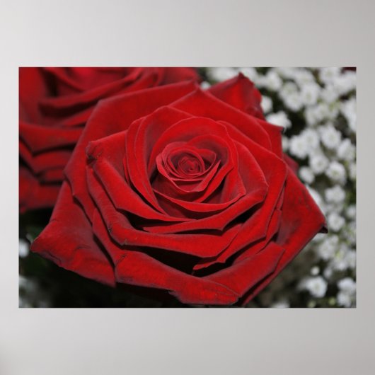 Schöne Rote Rose Poster (Vorne)