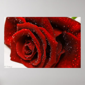Schöne Rote Rose Poster