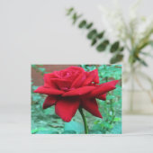 Schöne Rote Rose Postkarte (Stehend Vorderseite)