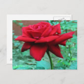 Schöne Rote Rose Postkarte (Vorne/Hinten)