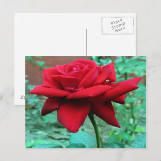 Schöne Rote Rose Postkarte (Vorne/Hinten)