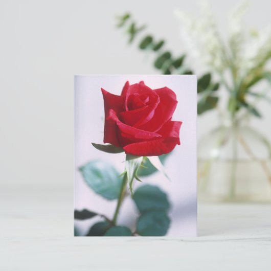 Schöne Rote Rose Postkarte (Stehend Vorderseite)