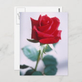Schöne Rote Rose Postkarte (Vorne/Hinten)