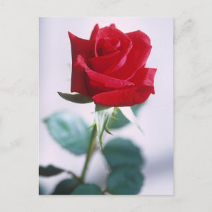 Schöne Rote Rose Postkarte