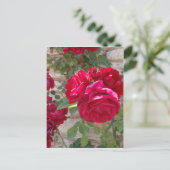 Schöne Rote Rose Postkarte (Stehend Vorderseite)