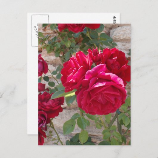 Schöne Rote Rose Postkarte (Vorne/Hinten)