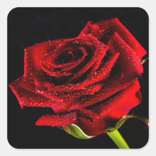 Schöne rote Rose Quadratischer Aufkleber