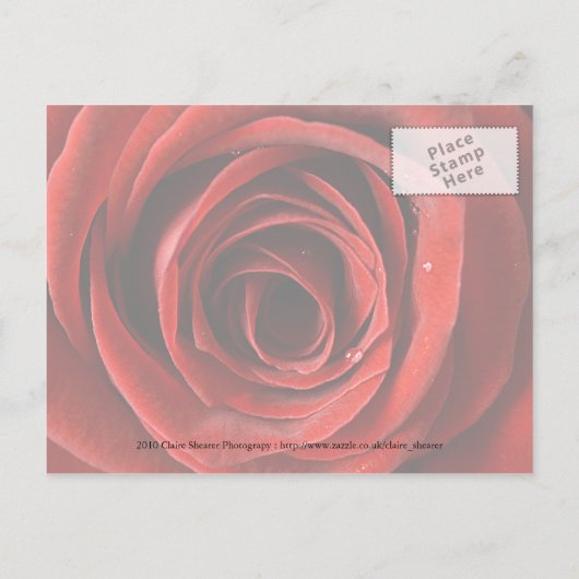 Schöne Rote Rose Save the Date Postkarte (Rückseite)
