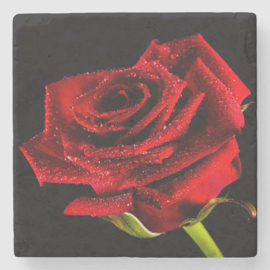 Schöne rote Rose Steinuntersetzer (Vorderseite)