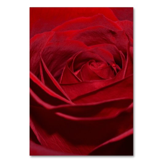 Schöne Rote Rose Tischnummer (Rückseite)