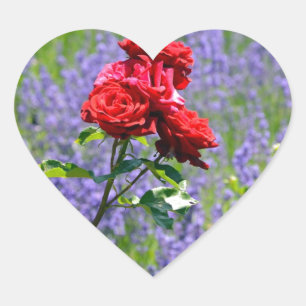 Schöne rote Rosen im Frühling Herz-Aufkleber
