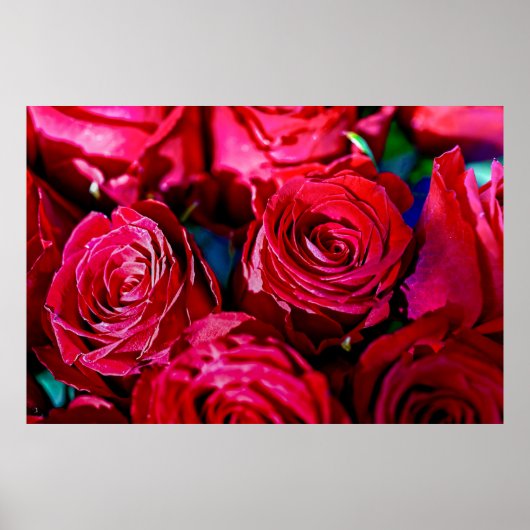 Schöne Rote Rosen Poster (Vorne)