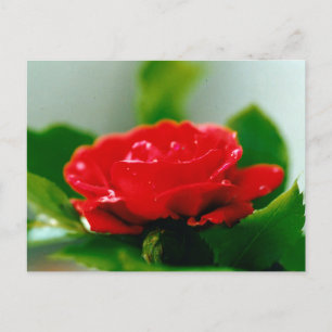 Schöne rote Rosen-Tautropfen  Postkarte