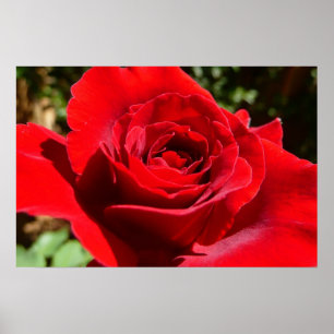 Schöne rote Rosenblume, schöne Blumen Poster