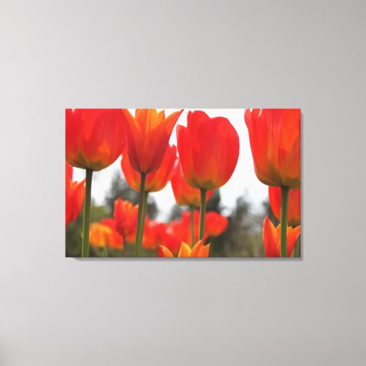 Schöne Rote Tulip-Blume. Leinwanddruck (Vorderseite)