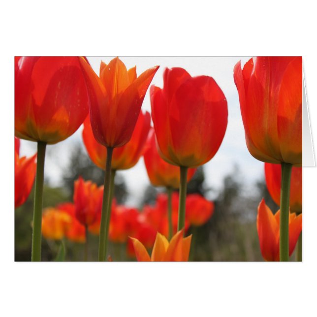 Schöne rote Tulpenblumen. (Vorderseite (Horizontal))