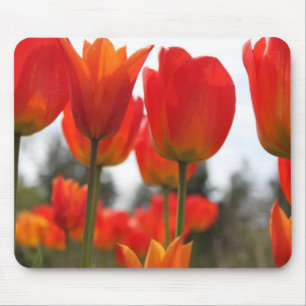 Schöne rote Tulpenblumen. Mousepad
