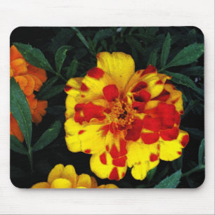 Schöne rote und gelbe Tagetes-Blumen Mousepad