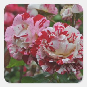 Schöne rote und weiße gewellte Rosen Quadratischer Aufkleber