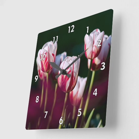 Schöne rote und weiße Tulissen Quadratische Wanduhr (Winkel)