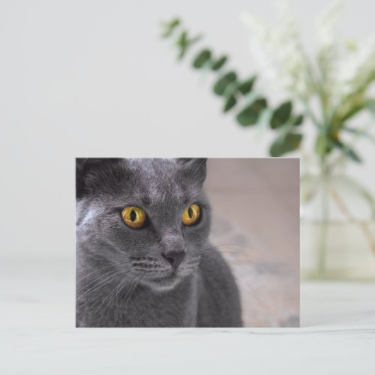 Schöne russisch-blaue Katze mit goldenen Augen Postkarte (Stehend Vorderseite)