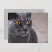 Schöne russisch-blaue Katze mit goldenen Augen Postkarte (Vorne/Hinten)