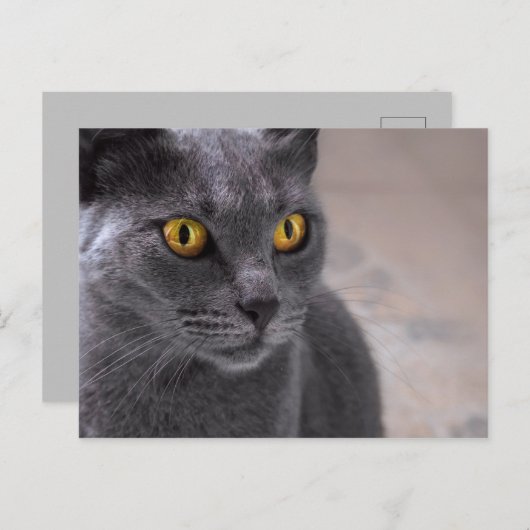Schöne russisch-blaue Katze mit goldenen Augen Postkarte (Vorne/Hinten)