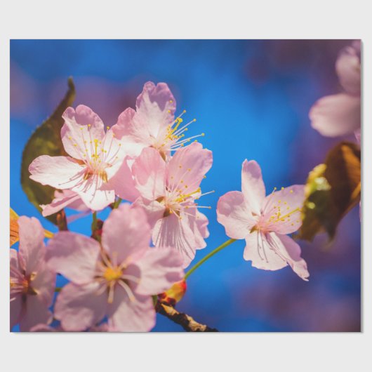 Schöne Sakura-Blüten Geschenkpapier (Flach)