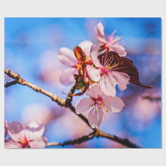 Schöne Sakura-Blüten Geschenkpapier (Flach)