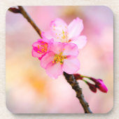 Schöne Sakura Kirschblüten Getränkeuntersetzer (Vorderseite)